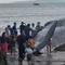 Ikan paus jenis sperma sepanjang ima belas meter terdampar di pantai Anyarsari, Jembrana, Bali. (Foto: Instagram Polres Jembrana).