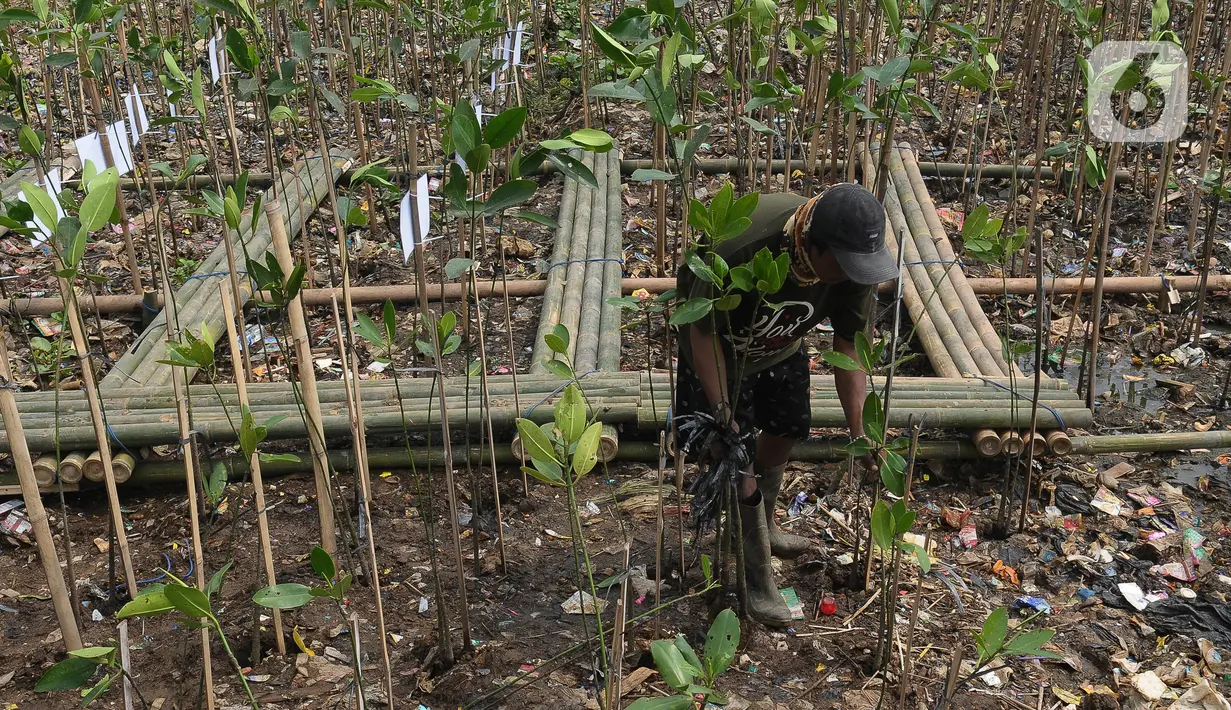 Hari Mangrove Sedunia diadopsi oleh UNESCO sejak tahun 2015.(merdeka.com/imam buhori)