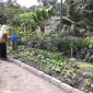 Desa Cokelat di Lereng Merapi (Switzy Sabandar/Liputan6.com)