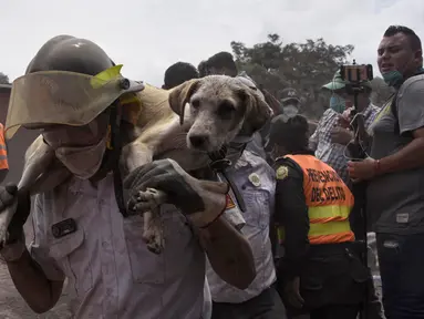 Seorang petugas menggendong anjing yang berhasil diselamatkan dari letusan gunung Feugo di desa San Miguel Los Lotes, Guatemala (5/6). Dua hari setelah letusan tim penyelamat mencari dan mengevakuasi korban letusan gunung Fuego. (AFP/Johan Ordonez)