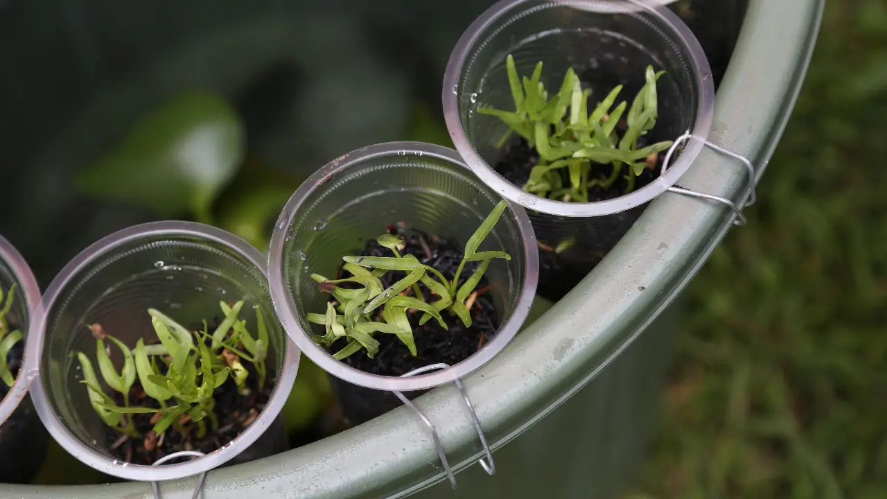 Mengenal Budikdamber, Bisa Berkebun dan Budidaya Ikan Sekaligus dalam Ember