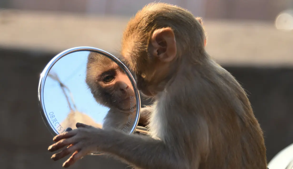 Seekor monyet memandangi bayangan dirinya sendiri di kaca spion sepeda motor milik pengunjung kuil di Jaipur, negara bagian Rajasthan, India, 16 Desember 2016. (AFP PHOTO/DOMINIQUE Faget)
