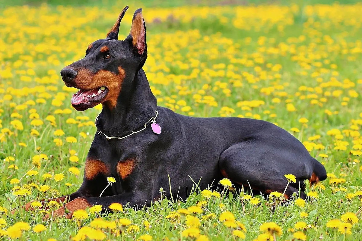 Doberman Pinschers