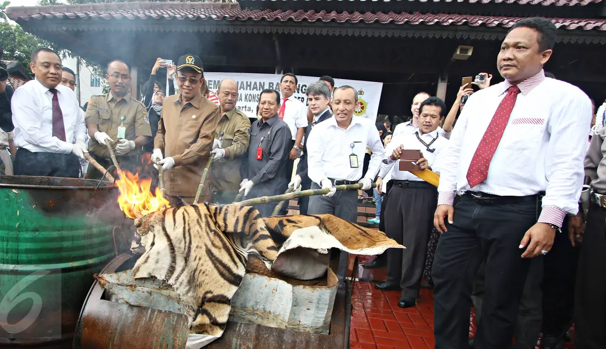 Petugas Bareskrim Polri membakar kulit harimau saat pemusnahan barang bukti bagian hewan yang dilindungi, Jakarta, Selasa (2/2). Barbuk berupa kulit, tulang, dan taring harimau, kerapas penyu, off set penyu dan kulit buaya (Liputan6.com/Immanuel Antonius)