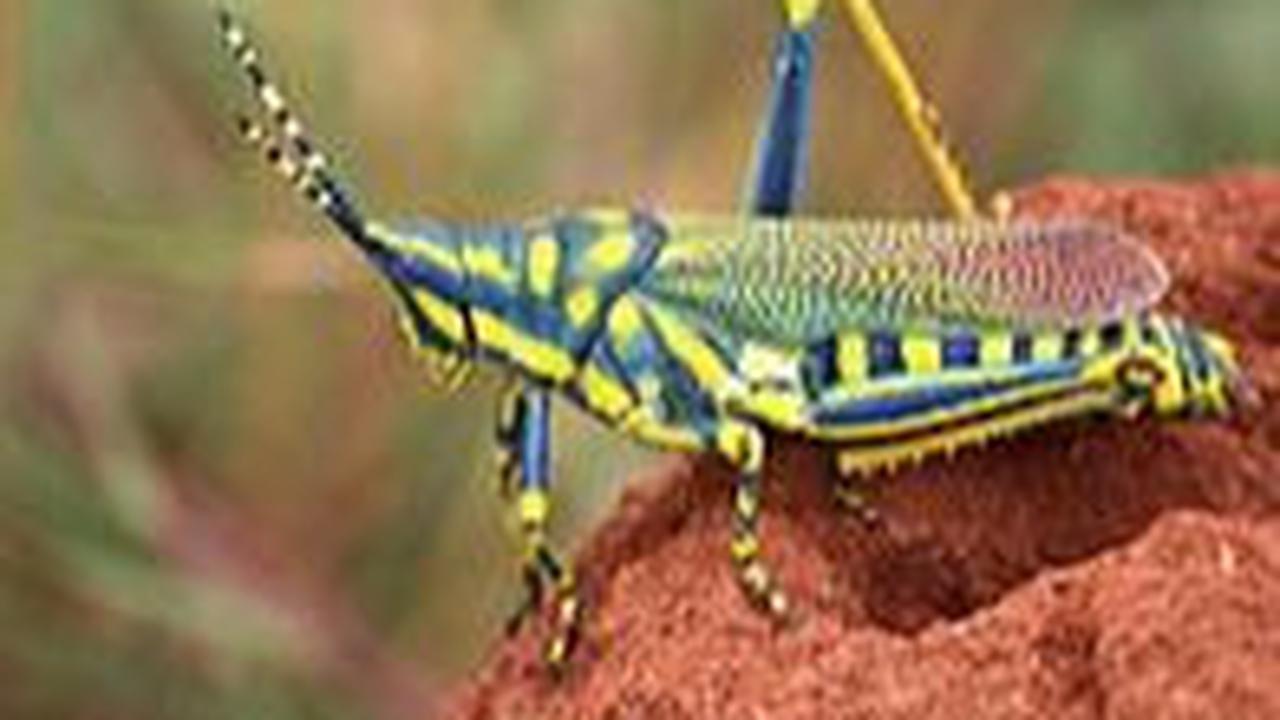 Painted Grasshopper