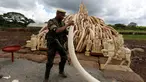 Petugas Patroli memegang gading gajah yang berhasil disita, Nairobi National Park, Kenya, Jumat (28/4/2016). Gading gajah sebanyak 105 ton tersebut rencananya akan dimusnahkan dengan dibakar. (Reuters/Thomas Mukoya)