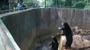 Pengunjung mengambil gambar beruang madu di dalam kandang Kebun Binatang Bandung, Jawa Barat, Rabu (18/1). Beruang madu yang kelaparan di Bonbin Bandung itu menjadi sorotan media dan aktivis perlindungan hewan internasional. (TIMUR MATAHARI/AFP)