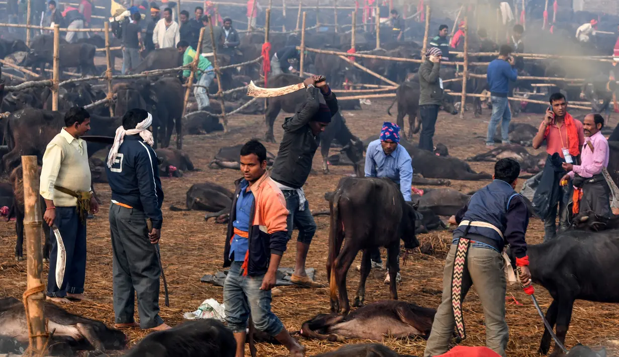 Peserta memenggal kerbau dalam Festival Gadhimai di Bariyarpur, 160 km dari Kathmandu, Nepal (3/12/2019). Festival yang sudah berlangsung turun-temurun ini diwarnai pembantaian kerbau sebagai bentuk persembahan kepada Dewi Hindu Gadhimai. (AFP/Prakash Mathema)