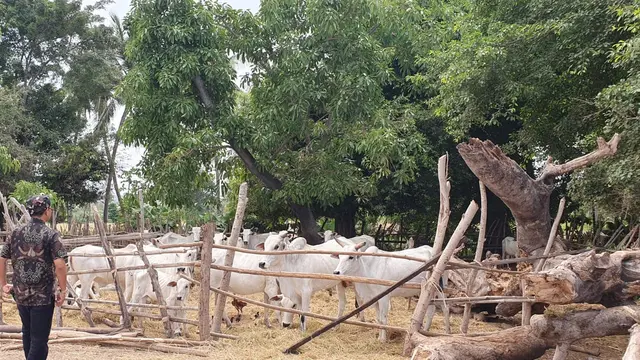 Lansekap alam Sumba cocok untuk peternakan hingga wisata. (Foto: Liputan6.com/Unsoed)