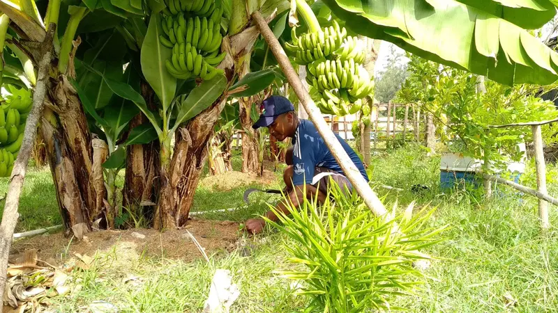 Panen pisang kementan