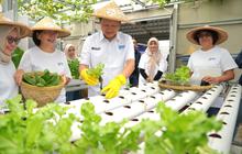 Lewat Program BRInita, Intip Kisah Inspiratif KWT Buaran Citra Lestari Manfaatkan Lahan Sempit untuk Tanaman Produktif