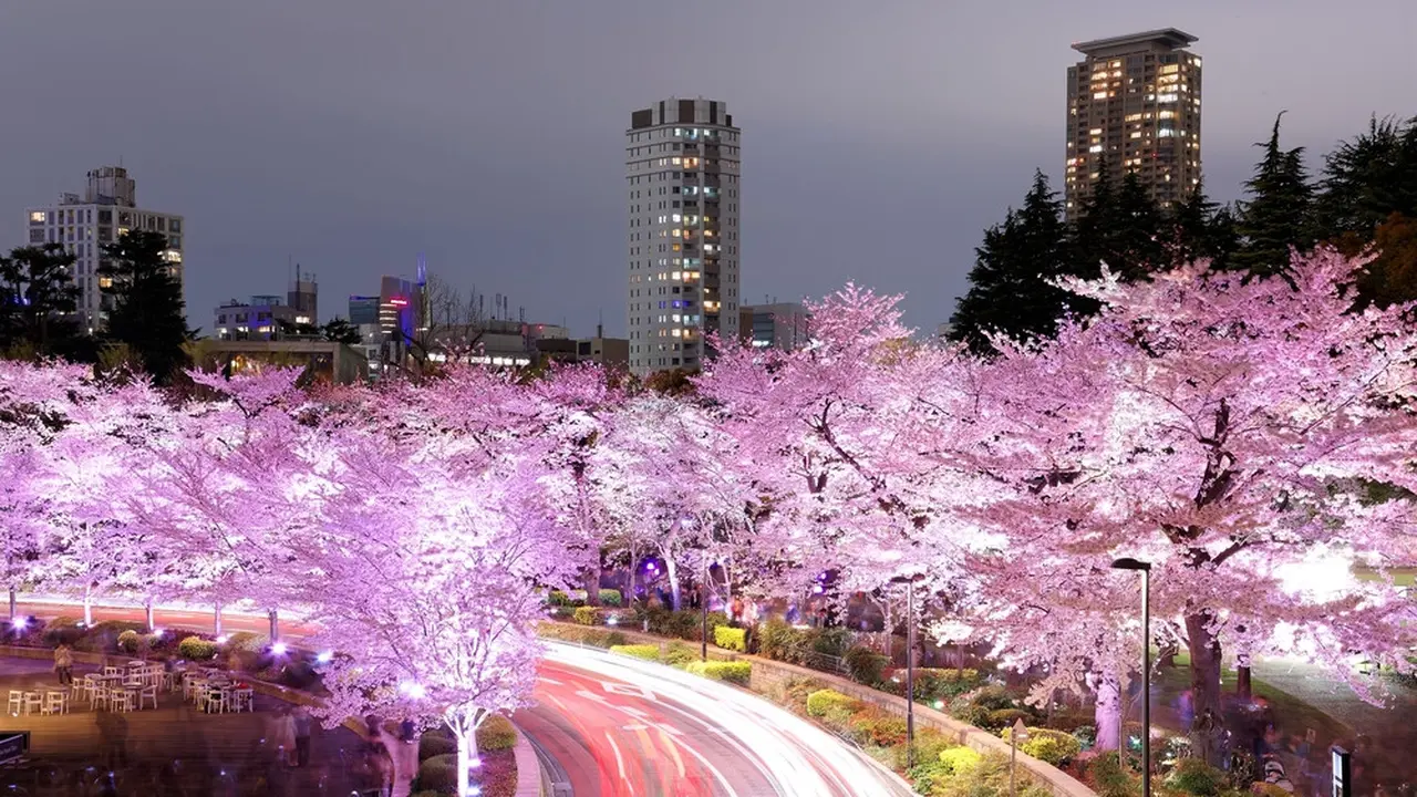 [reservasi]tempat terbaik menikmati sakura