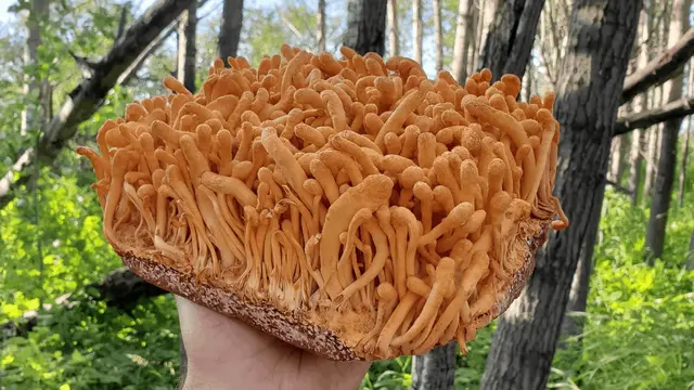 Jamur Cordyceps