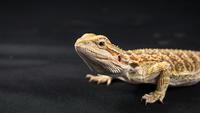 How Long Do Bearded Dragons Live and Tips for Owners