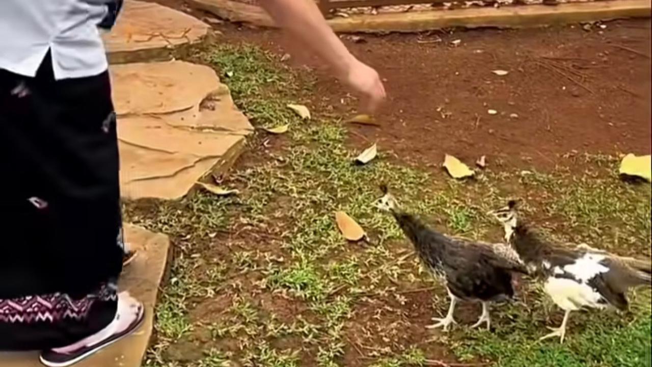 Panglima TNI Jenderal Agus Subianto Bermain dengan Hewan Peliharaan