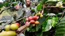 Tempat ini memiliki luas 200 hektare dan mampu memproduksi kopi robusta dalam setahun mencapai 250 Kg. (merdeka.com/Arie Basuki)