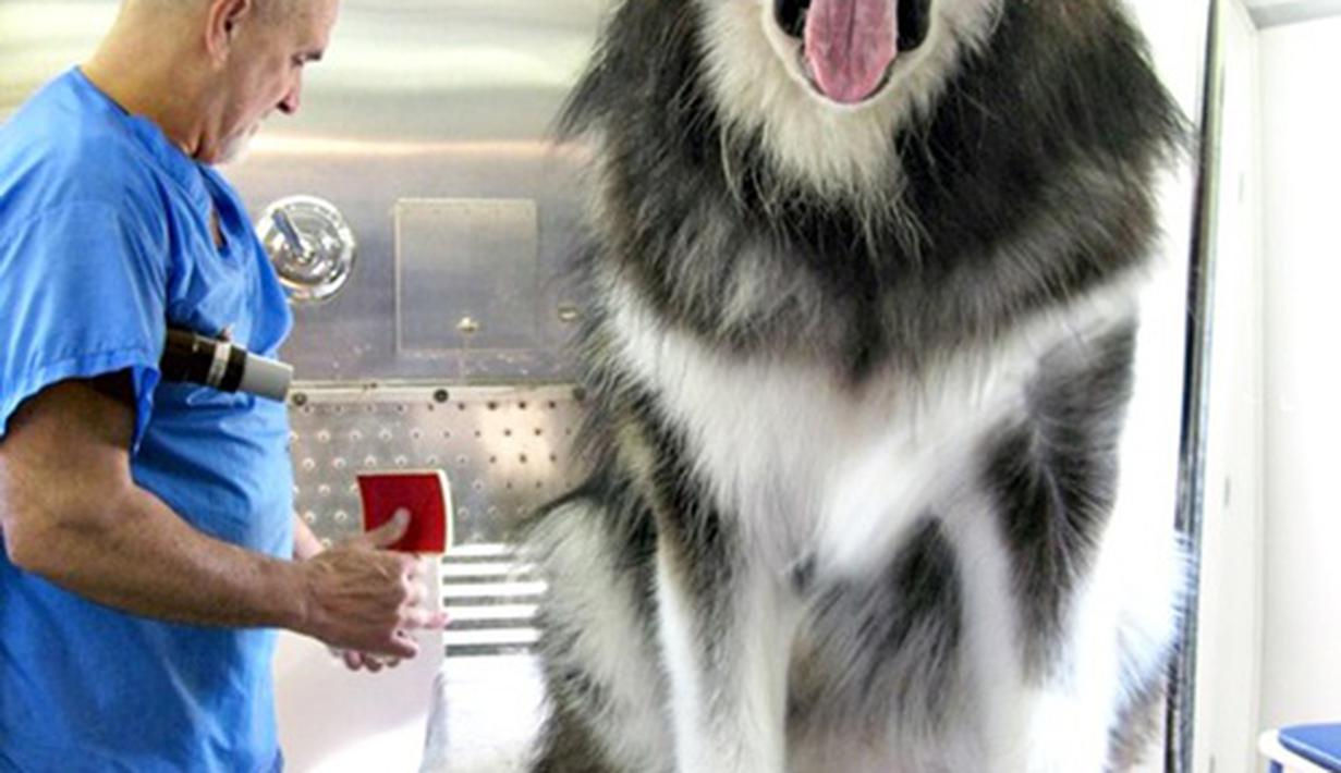 Anjing Raksasa Super Besar: Menggemaskan Atau Menakutkan? - Photo ...