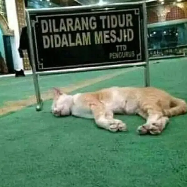 8 Potret Nyeleneh Hewan Ketika Melanggar Aturan, Ternyata Bandel