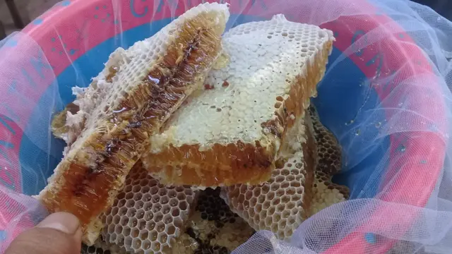 Kangsi atau sarang lebah madu siap diperas. (Foto: Liputan6.com/Ponpes Rubat Mbalong/Muhamad Ridlo)