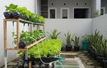9 Cara Membuat Kebun Sayur di Kontrakan Kecil, Hemat Biaya Hasil Panen Berlimpa
