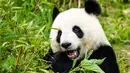 Panda raksasa "Meng Meng" terlihat di Kebun Binatang Berlin di Berlin, ibu kota Jerman, pada 28 Mei 2020. Panda "Meng Meng" dan "Jiao Qing" dari China beserta anak kembar mereka "Meng Xiang" dan "Meng Yuan" telah menarik banyak pengunjung meskipun pembatasan masih berlaku. (Xinhua/Binh Truong)