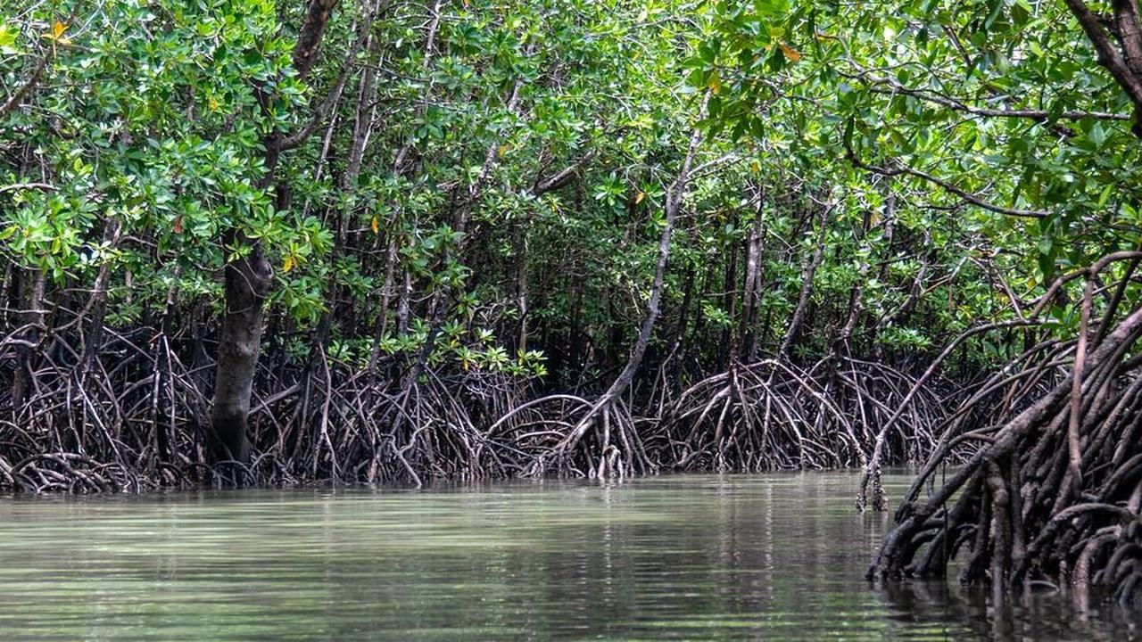 Wisata Mangrove Angke Kapuk