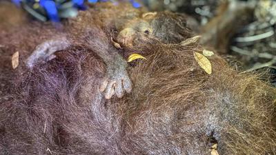 Ketika Orang Utan Kehilangan Habitatnya Akibat Kebakaran Hutan