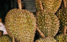 Durian Beku RI Tembus Pasar China