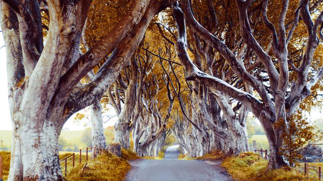 Dark Hedges