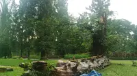 Pohon tumbang di Kebun Raya Bogor, Jawa Barat, menelan 6 korban tewas. (Liputan6.com/Bima Firmansyah)