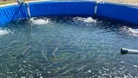 7 Cara Budidaya Belut di Kolam Terpal Tanpa Lumpur, Mudah dan Efisien