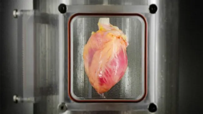 Jantung manusia yang akan ditransplantasi. (Sumber Massachusetts General Hospital/Bernhard Jank)