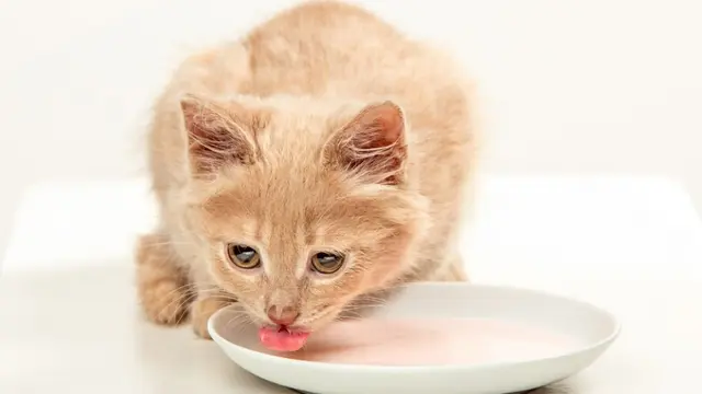 Ilustrasi kucing minum. (Foto: Freepik)