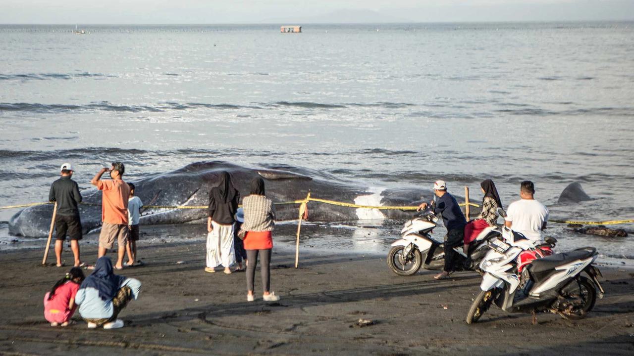 FOTO: Paus Sperma Terdampar Mati di Pantai Melaya Jembrana