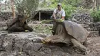 Petugas memberi makan kura-kura raksasa Galapagos di Taman Nasional Galapagos, Ekuador, 12 September 2017. Spesies kura-kura raksasa dari Pulau Floreana yang diperkirakan telah punah 150 tahun silam akan dikembangbiakkan di penangkaran. (AFP Photo)