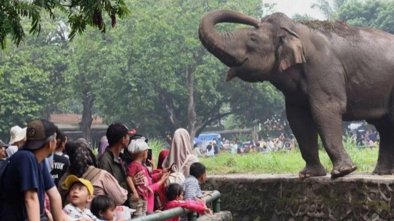 Libur Cuti Bersama, 8.000 Pengunjung Padati Kebun Binatang Ragunan