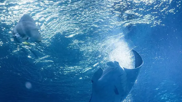 Tiket Singapore Oceanarium Dijual pada 24 Juli 2025, Ajak Anak Liburan Menyaksikkan Atraksi Dunia Bawah Laut. (Dok:IG @singaporeoceanarium https://www.instagram.com/p/DLgq1FVMx8l/?img_index=1&igsh=MWNqYTR3c2pzNG8zNw%3D%3D)