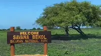 Taman Nasional Baluran di Banyuwangi. (Dok: TikTok @yourtravelmates)