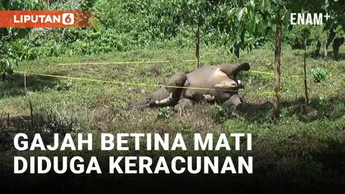 VIDEO: Gajah Betina Mati Diduga Keracunan di Area Perkebunan Warga