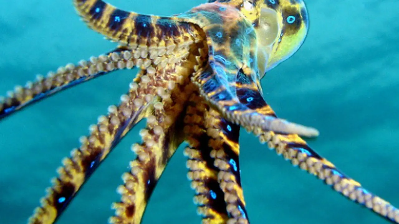 6 Hewan Laut Paling Berbisa