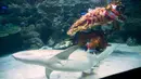 Dua penyelam melakukan atraksi barongsai dengan hiu yang mengelilingi mereka di taman bawah laut Aquaria KLCC, Kuala Lumpur, 30 Januari 2019. Atraksi dengan kostum warna-warni ini dalam rangka menyambut Tahun Baru Imlek 2570. (AP/Vincent Thian)