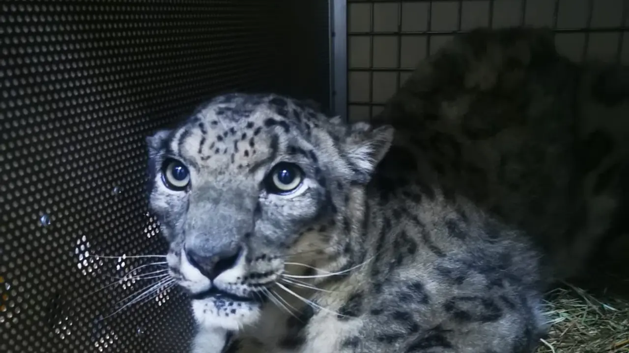 Batu Secret Zoo Malang Kedatangan Snow Leopard Betina dari Amsterdam