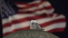 Bendera Amerika saat burung hantu salju yang langka bertengger di atas Christopher Columbus Memorial Fountain di pintu masuk Union Station, Washington, pada 7 Januari 2022. Seekor burung hantu langka terlihat mengunjungi monumen ikonik di Washington, D.C. seminggu terakhir. (AP Photo/Carolyn Kaster)
