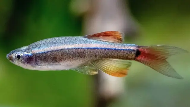 Jenis Ikan Hias yang Tahan Dipelihara di Wadah Daur Ulang