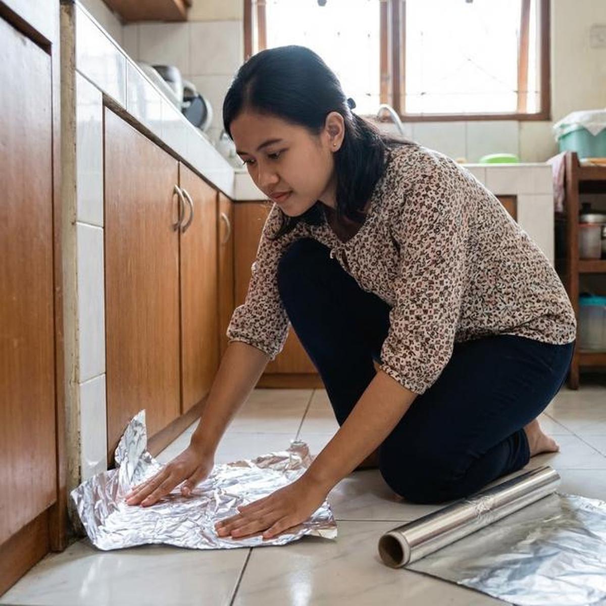 Cara Agar Tikus Tidak Buang Kotoran di Tempat yang Sama, Dijamin Kapok