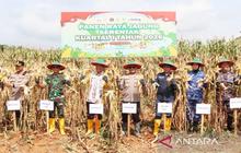 Polda Kalsel Panen Jagung 177 Ton di Kuartal I 2026, Perkuat Ketahanan Pangan Nasional