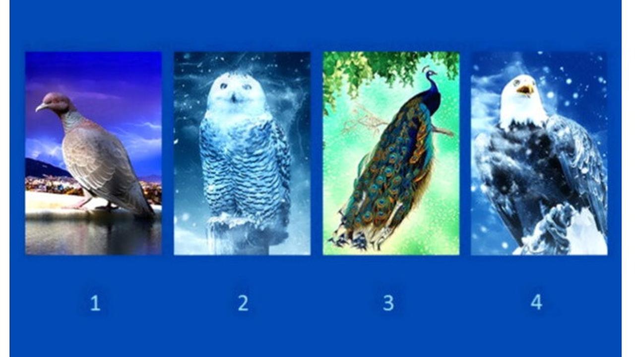 Pilih Salah Satu Gambar Burung Ini Dapat Ungkap Kelebihan dan Kekuranganmu