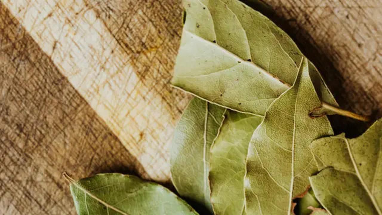 9 Manfaat Air Rebusan Daun Salam, Mampu Mengontrol Gula Darah