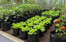 Sering Diabaikan! Kesalahan Ibu Rumah Tangga yang Bikin Tanaman Sayur Gagal Panen