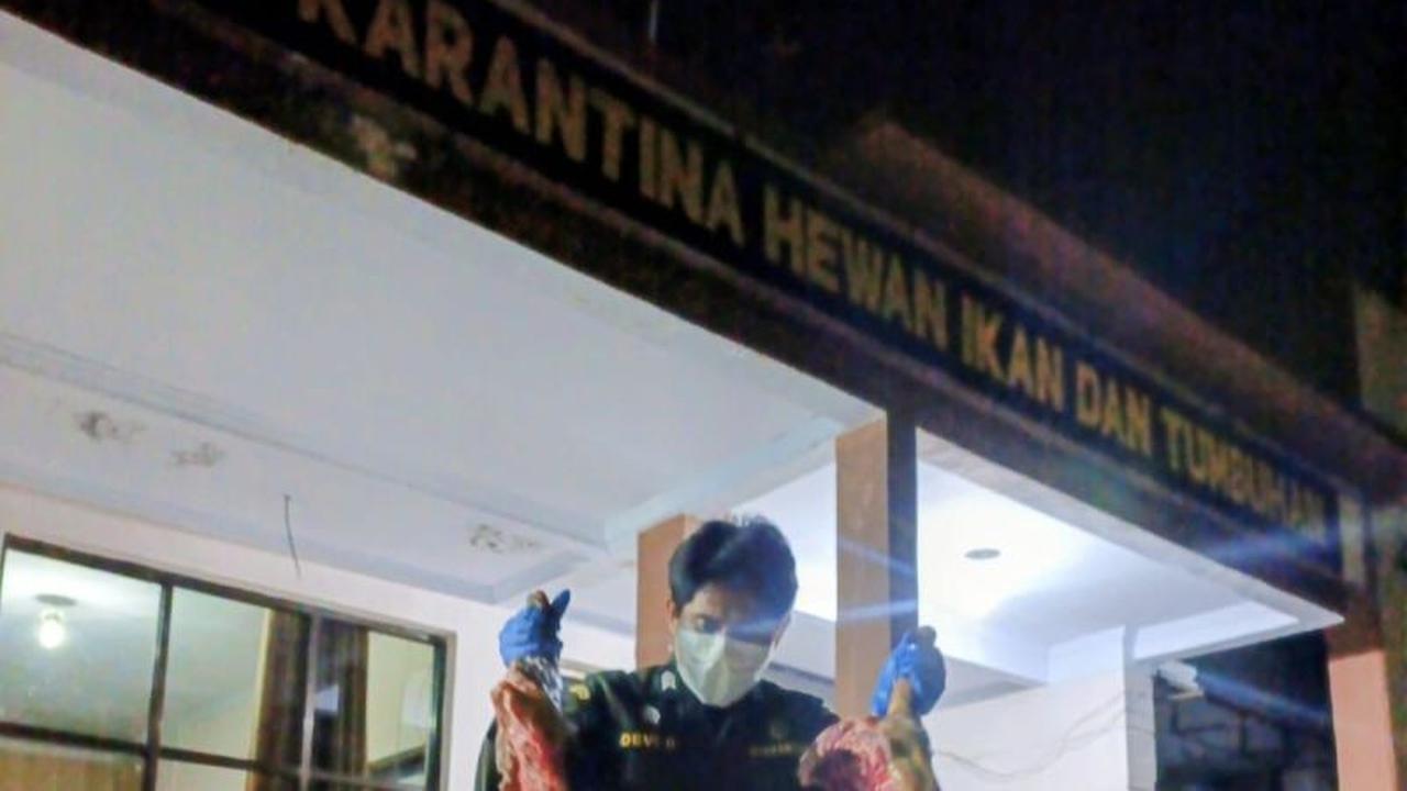 Karantina Sulut Sita 200 Kg Daging Anjing Ilegal, Berisiko Sebarkan Rabies Antarwilayah